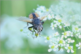 <p>KUKLICE ČERNONOHÁ? (Tachina fera) Jiříkov</p>